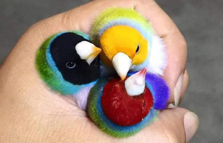 Màu sắc ở chim 7 màu - Gouldian finch