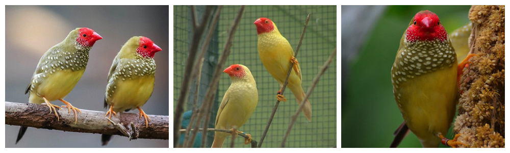chim star finch